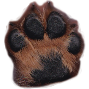 Nanos Pfote für Ausflüge