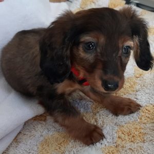 Nano Hund Bild Front